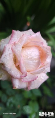 雨水打濕的花朵