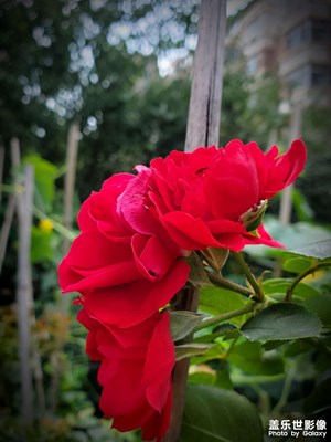 【七月風光】+美麗花朵