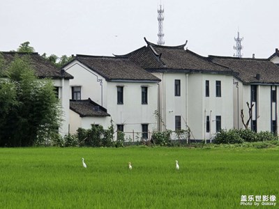 【最美一刻】青浦郊野閑趣