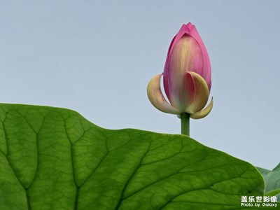 【最美一刻】+在那荷花盛開的地方