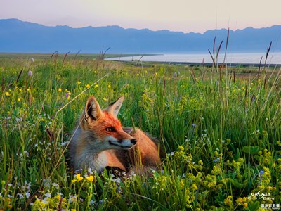 Galaxy S23 Ultra 晨曦賽里木