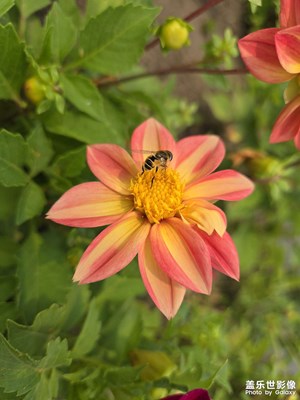 【七月風光】陽光下的花朵