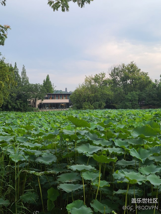 【荷葉田田】荷葉蓬勃