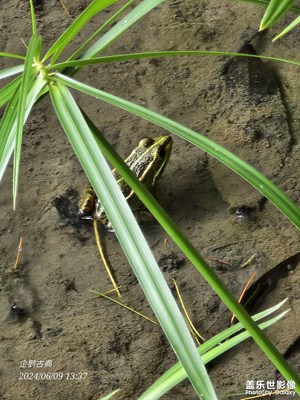 【最美一刻】夏日靜謐，蛙