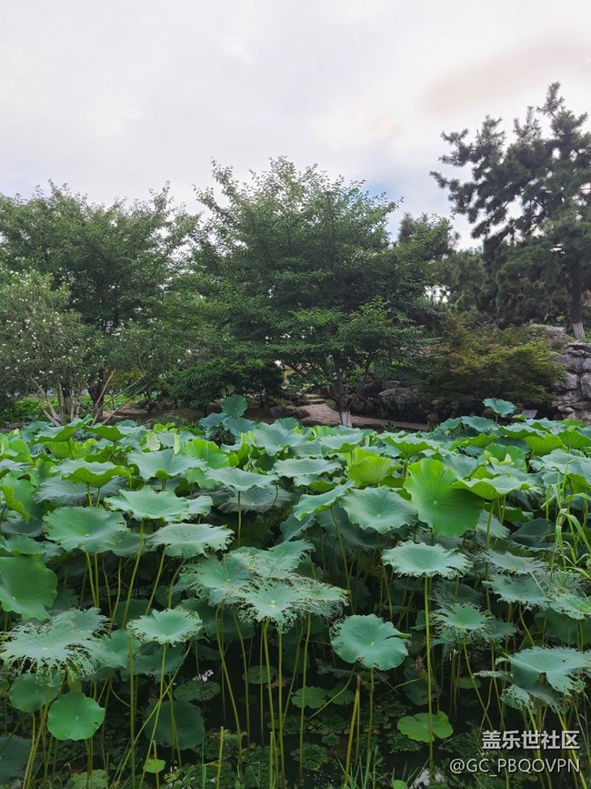 【荷葉田田】荷葉蓬勃