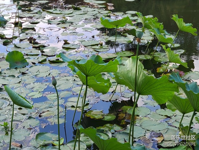 【荷葉田田】賞荷
