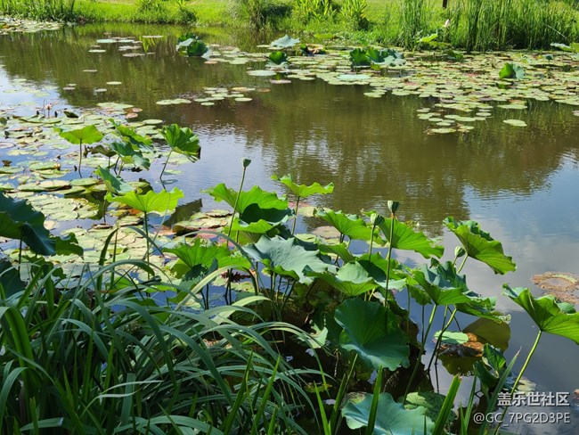 【荷葉田田】賞荷