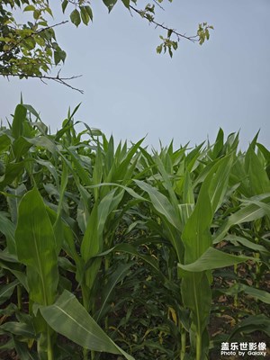 【七月風(fēng)光】大田玉米