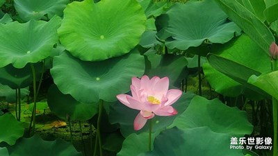 【七月風光】+ 荷花韻