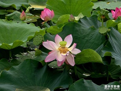 【七月風光】雨后荷塘