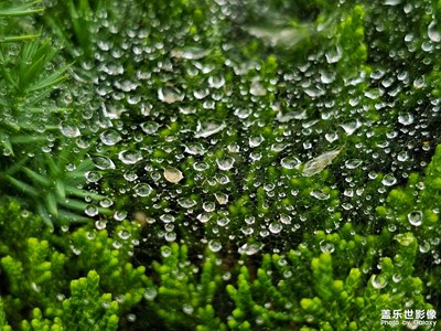 【七月風(fēng)光】最美的珠鏈