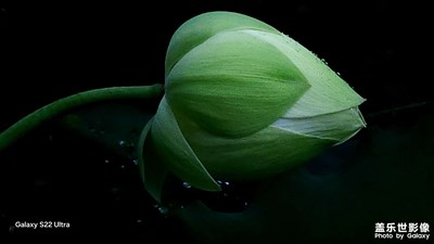 單色系荷花！