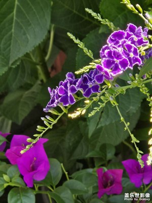 【七月風光】燦爛陽光與花朵