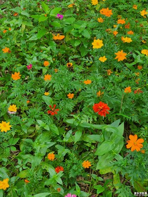 【最美一刻】+花開