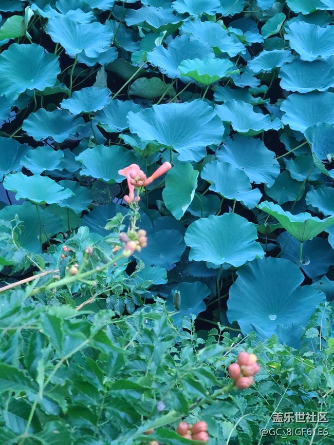 【荷葉田田】荷葉