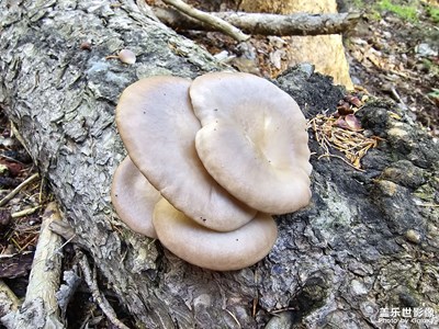 【最美一刻】+游哈熊溝