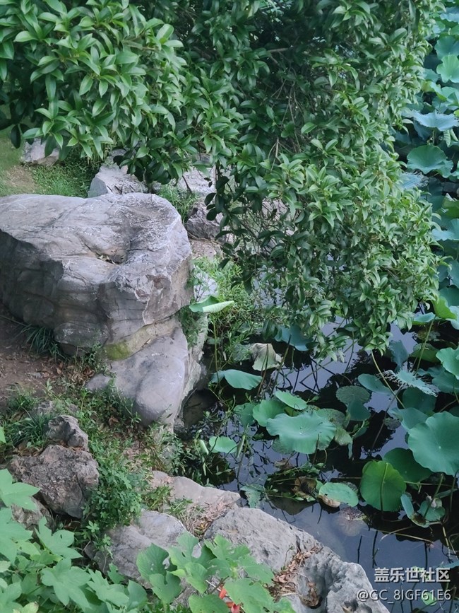 【荷葉田田】荷葉