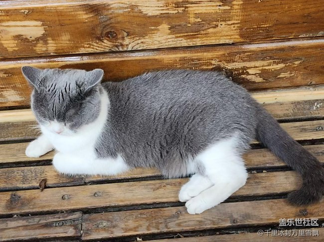 【旅行日記】博物館里的貓咪