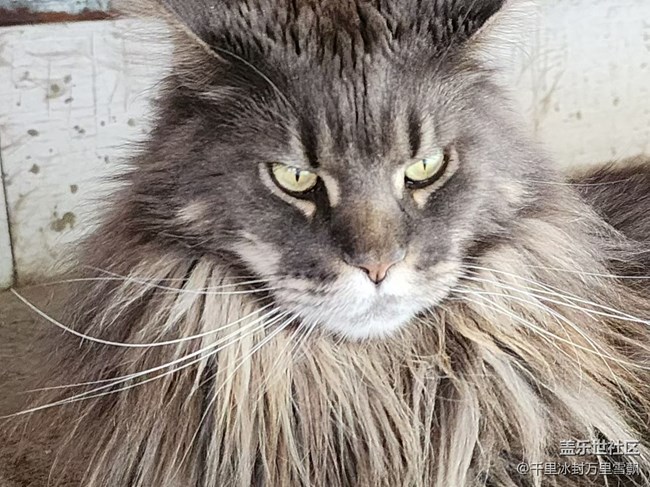 【旅行日記】博物館里的貓咪