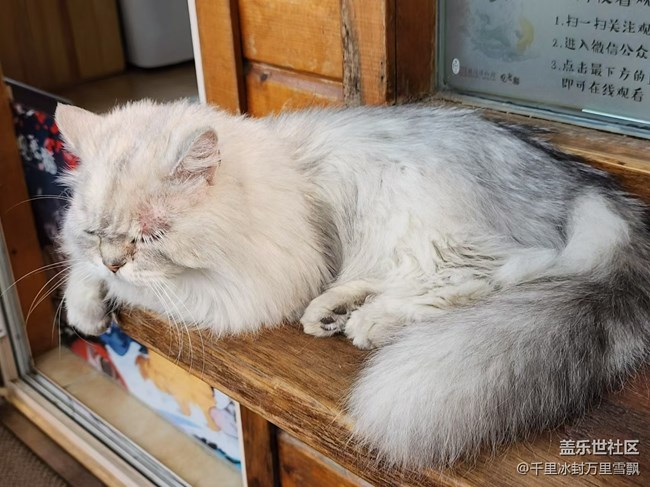 【旅行日記】博物館里的貓咪