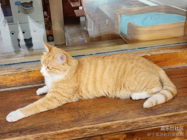 【旅行日記】博物館里的貓咪