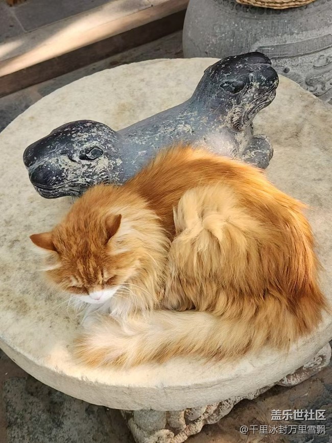 【旅行日記】博物館里的貓咪