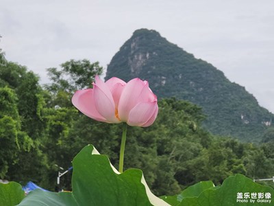 【最美一刻】+誤入藕花深處