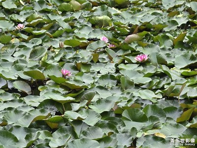 【七月風(fēng)光】七月荷花