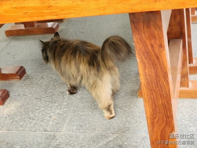 【旅行日記】博物館里的貓咪