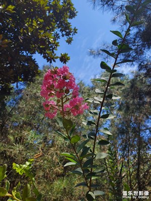 【最美一刻】盛夏的花兒