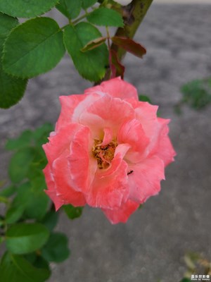 【最美一刻】+美麗月季