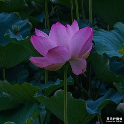 又是荷花初上時