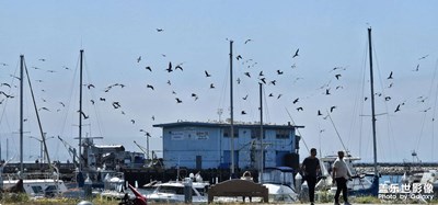 滿天飛鳥(niǎo)～