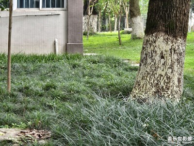 【最美一刻】+夏日小徑