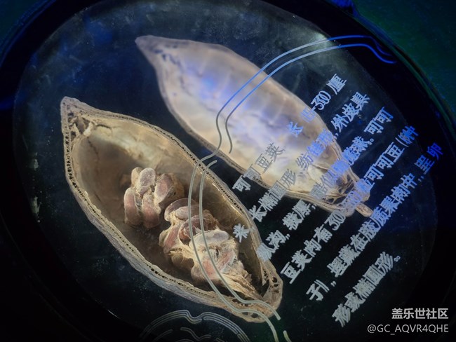 【百諾巧克力博物館線下攝影活動】+靜物和微距