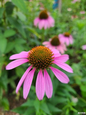 【最美一刻】+賞花