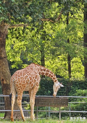 【邊走邊拍】+動物園