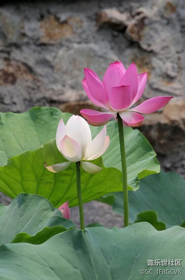 【荷葉田田】映日荷花別樣紅