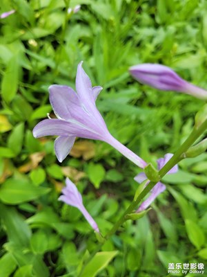 【我的假期故事】+盛夏的花朵