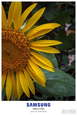 【邊走邊拍】+fold6拍花