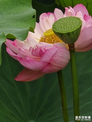 映日荷花別樣紅