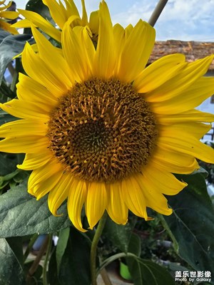 【邊走邊拍】記錄這個夏夭