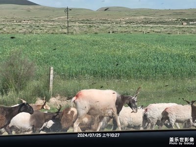 【邊走邊拍】+甘南風(fēng)景