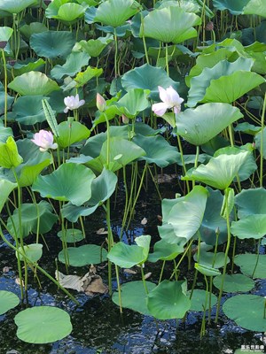 【邊走邊拍】+荷花