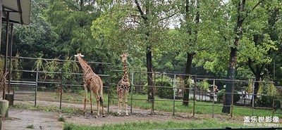 【邊走邊拍】+紅山森林半日游
