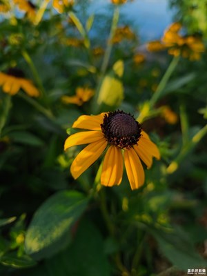 【邊走邊拍】+陽(yáng)光下的花