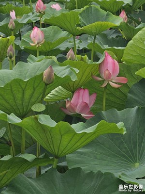 【邊走邊拍】+觀荷