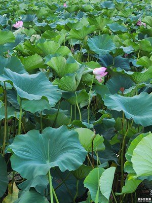 【邊走邊拍】+荷花