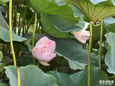 【邊走邊拍】+公園賞荷花