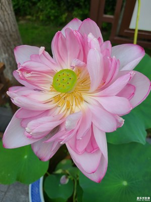 【邊走邊拍】美麗荷花